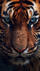 4K tiger wallpaper for mobile phone free download